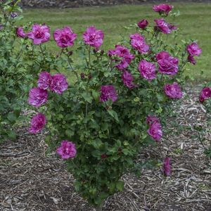 HIBISCUS_MAGENTA_CHIFFON_ROSE