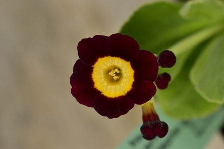 ; Primula x auricula Rotkäppchen
