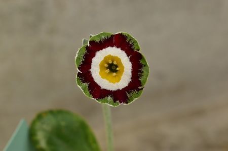 ; Primula x auricula Green Isle
