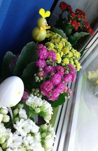 Kalanchoe