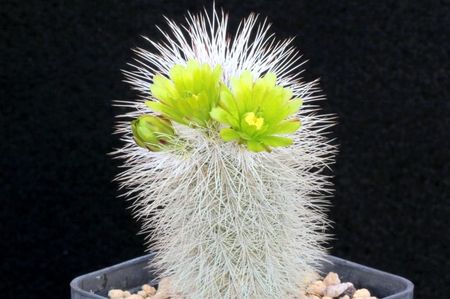 Echinocereus viridiflorus v. canus