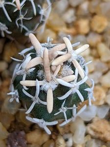 Navajoa peeblesiana ssp. menzelii