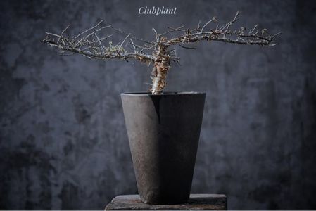 Commiphora myrrha