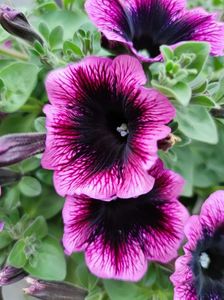 Petunia orhid