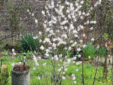 pomul de stafide promite multe fructe in acest an; Pomul de stafide
