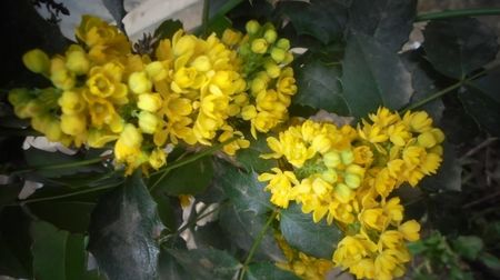 Mahonia japonica