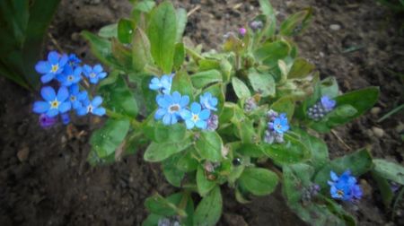 Myosotis alpestris