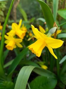 Narcissus cyclamineus "Tete-a-tete"