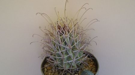 Sclerocactus (Glandulicactus) uncinatus ssp. wrightii, JM136 Marathon, Tx. USA (-12C)