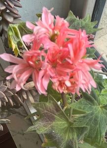 F19C2B07-6411-412A-885B-C87E0510F108