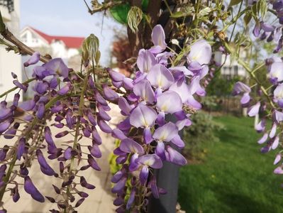 wisteria mov