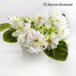 ЛЕ-Морозник Восточный