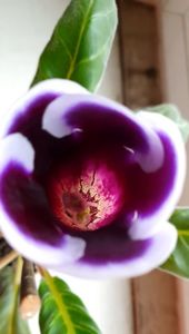 28.03.2022; Gloxinia
