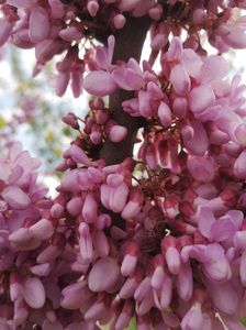 cercis