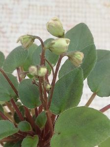 17 apr