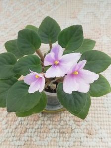 8 apr