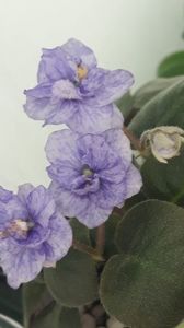 8 feb