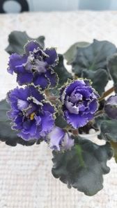 2 feb
