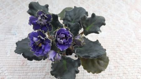 2 feb