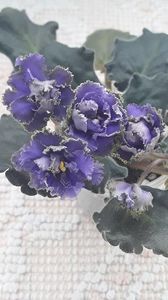 8 feb