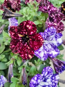 Petunia night sky