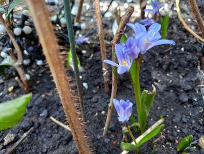 Chinodoxa luciliae Glory of the snow