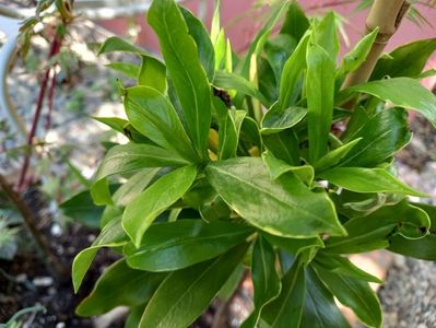 Daphne odorata aureomarginata