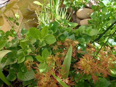 Acer Orangeola