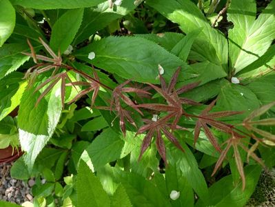 Acer Atropurpureum mic