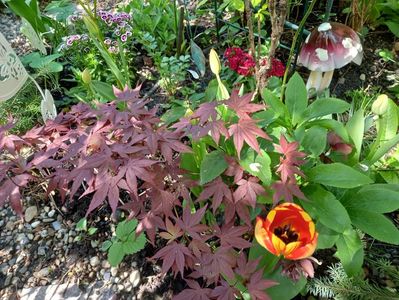 Acer Atropurpureum