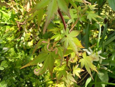 Acer Shirazz