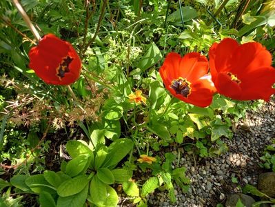 Parade Red