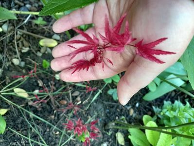 Acer Beni-Maiko