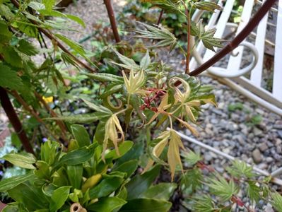 Acer Taiyoh-Nishiki