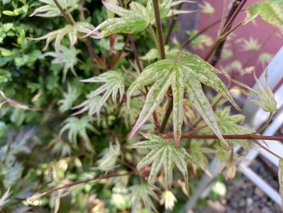 Acer Ukigumo