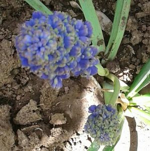 Blue Spike
