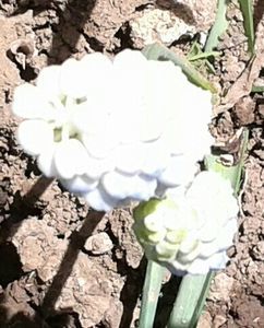 White Magic