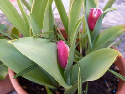 Fringed Canasta