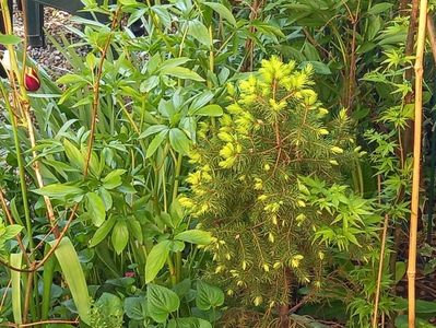 Acer Ryusen,  în dreapta lângă bambus