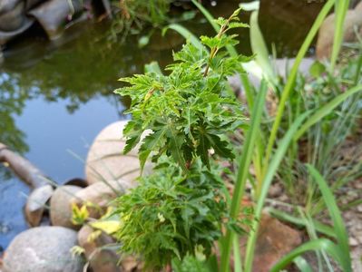 Acer Shishigashira