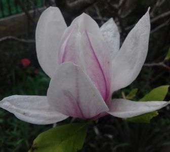 Magnolia; In ultimii ani floricelele au fost avariate de un frig intarziat... si anul acesta a fost la fel, cativa bobocei au scapat insa!
