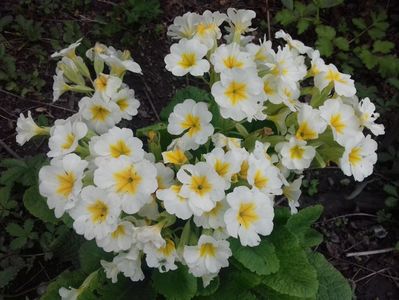 Primula clasica