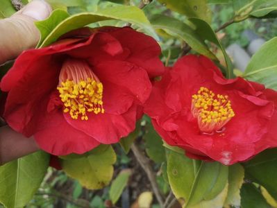 camelia japonica Dr Burnside