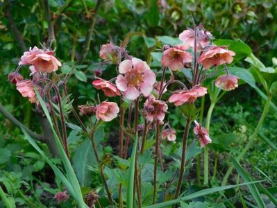 Tempo rose