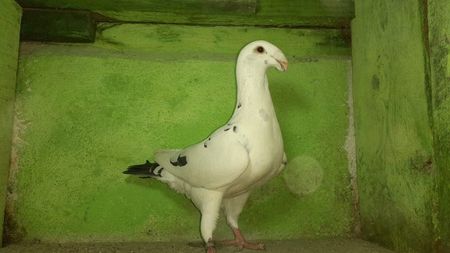 Vanduta