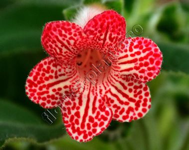 Kohleria Luci s Rays