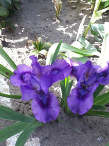 flower shower