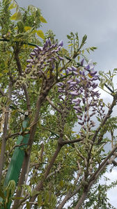 wisteria floribunda