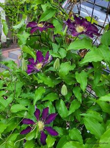 Clematis Julka; Valynedelcu@yahoo.com 
02.05.2022
