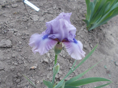 lila intermedia; T-baz-r12,8
